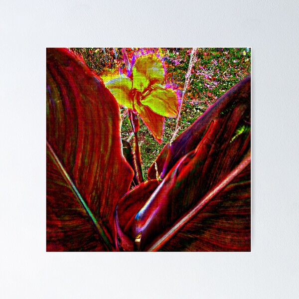 Item preview, Canna designed and sold by DMEIERS.