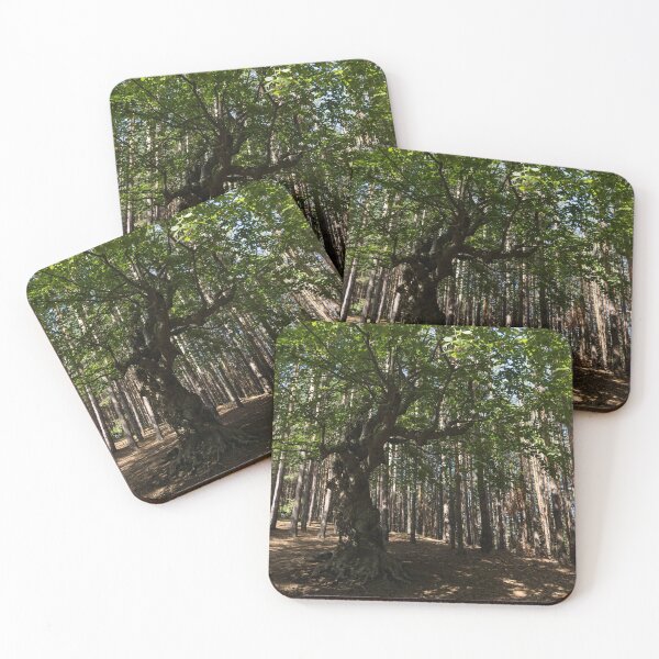 Item preview, Venerable Forest Guardian - an Ancient Beech Tree Guarding a Pine Forest designed and sold by Georgia Mizuleva.