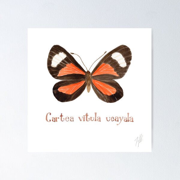 Item preview, Butterfly - Cartea vitula ucayala designed and sold by ByreWilde.