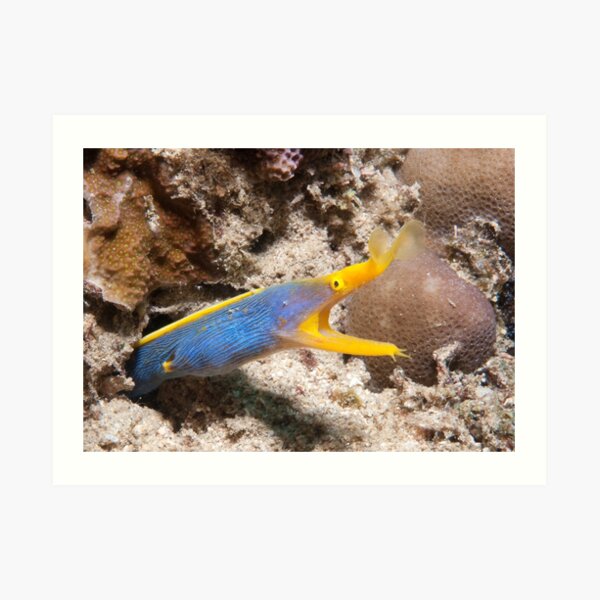 Blue Ribbon Eel, North Sulawesi, Indonesia Art Print