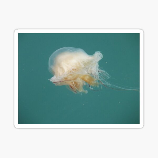 Icelandic Jellyfish. Sapphire Blue Seas and Oceans. Sticker