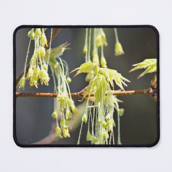 Item preview, Nature's Earrings  designed and sold by photoclique.