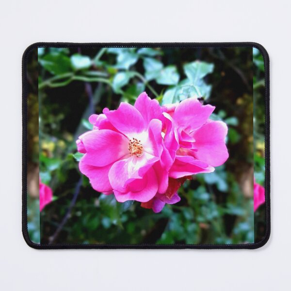 Item preview, Pink Roses, Bright Garden after the Rain. designed and sold by Emma Boast.