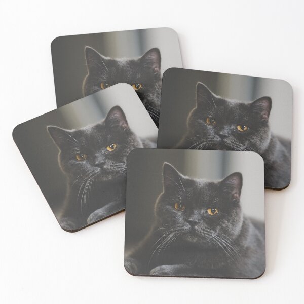 Item preview, Groomed beautiful cat designed and sold by wolfgangrainer.