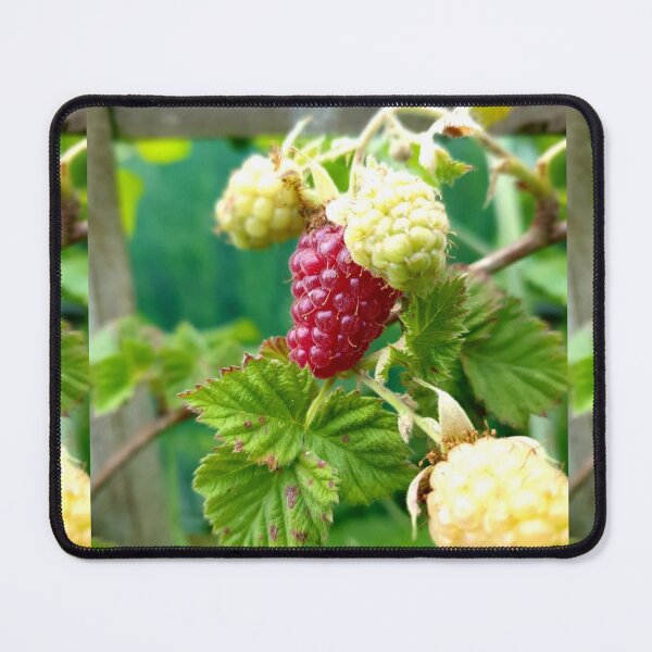Item preview, Luscious Summer Raspberries, Berries, Fruits of Nature. designed and sold by Emma Boast.