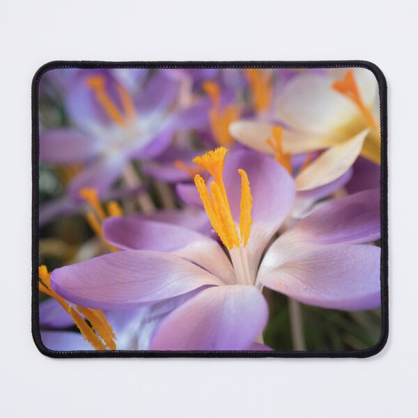 Item preview, Yellow and Purple Garden Crocuses designed and sold by CyaniRose.