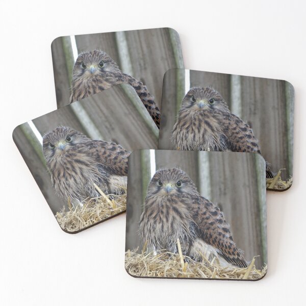Item preview, Fledgling Kestrel designed and sold by Barrie Woodward.