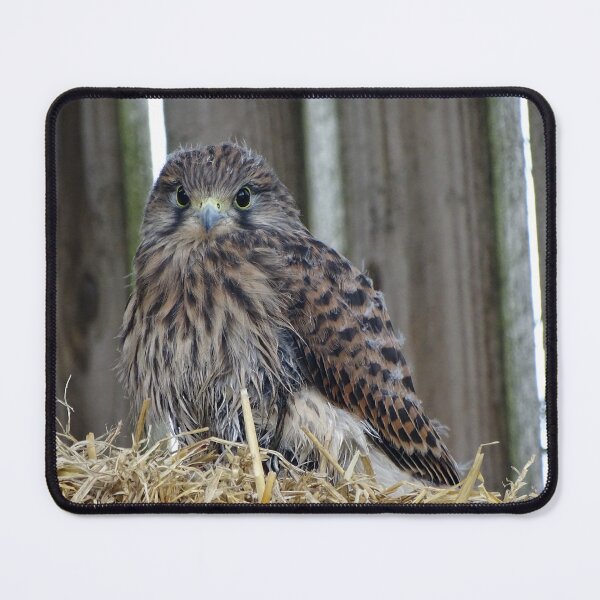 Item preview, Fledgling Kestrel designed and sold by Barrie Woodward.