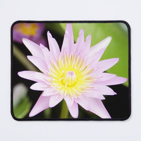 Item preview, Feng Shui Pink Lotus Flower in Bloom designed and sold by FengShuiLounge.