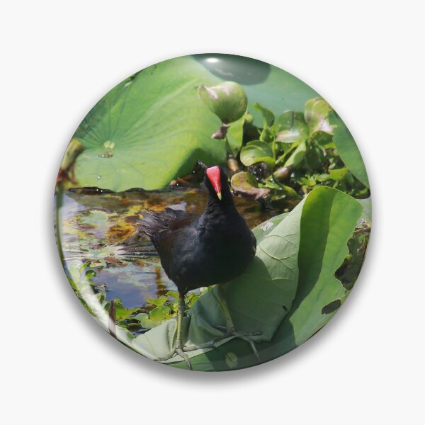 Item preview, Common moorhen designed and sold by zumi.