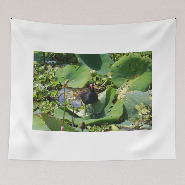 Item preview, Common moorhen designed and sold by zumi.