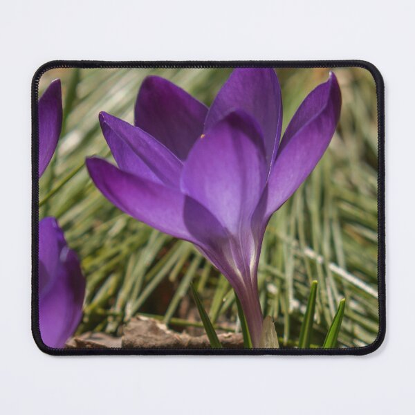 Item preview, purple crocus  designed and sold by R-York.