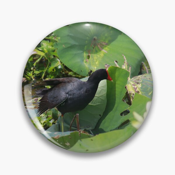 Item preview, Common moorhen designed and sold by zumi.