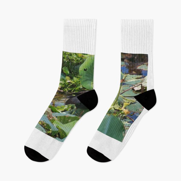 Item preview, Common moorhen designed and sold by zumi.