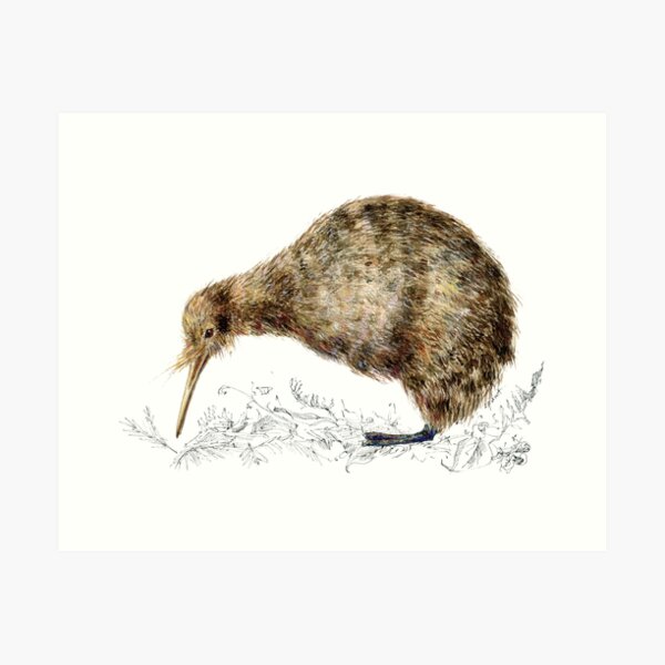 Kiwi Bird Art Print
