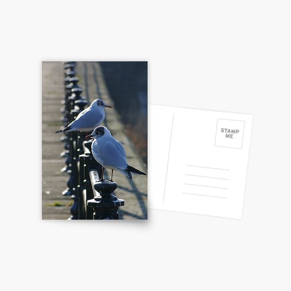 Seagulls Postcard