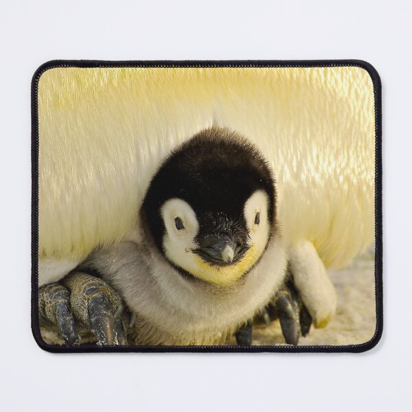 Item preview, ANIMALS #36 - Adorable Penguin Chick Under Parent's Belly designed and sold by DEL-Productions.