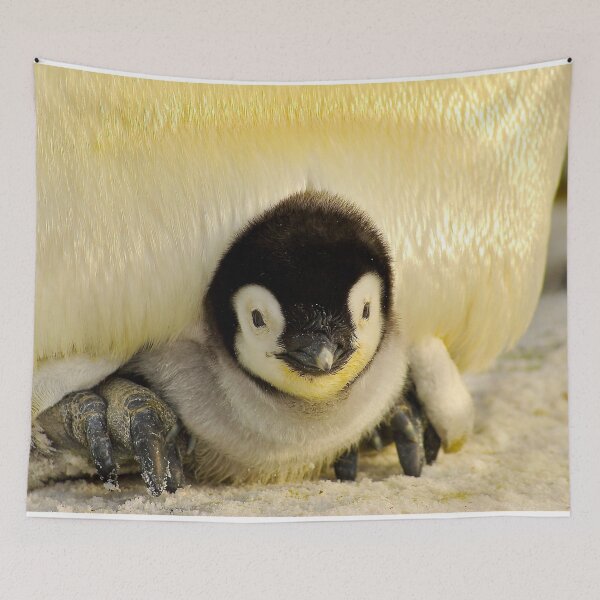 Item preview, ANIMALS #36 - Adorable Penguin Chick Under Parent's Belly designed and sold by DEL-Productions.