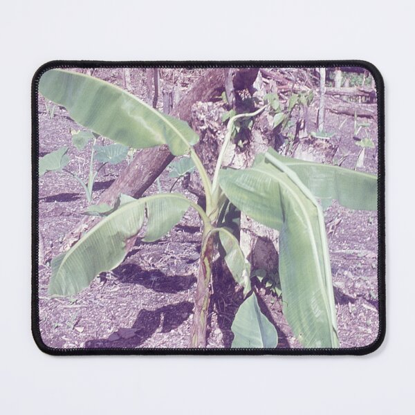 Item preview, Vintage Papua New Guinea - Baby Banana Tree designed and sold by BGPickers.