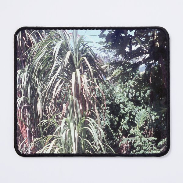 Item preview, Vintage Papua New Guinea - Sugar Cane designed and sold by BGPickers.