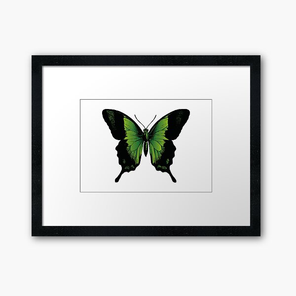 Green Butterfly | Vintage Butterfly | Green and Black | Framed Art Print