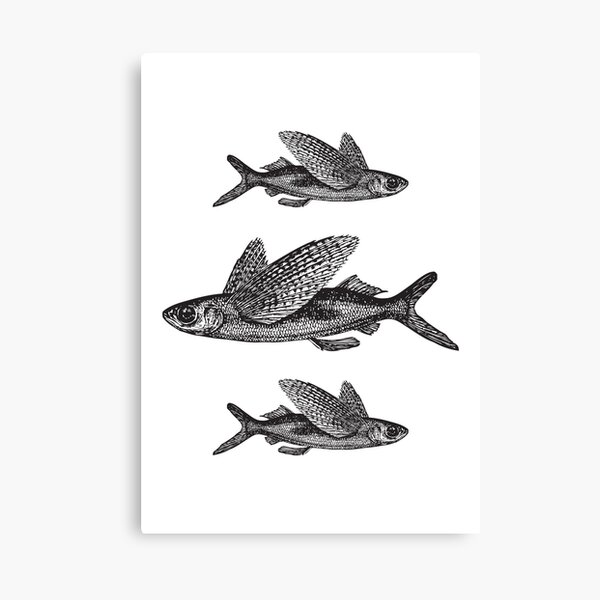 Flying Fish | Vintage Fish | Three Fish | Black and White | Canvas Print