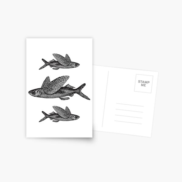 Flying Fish | Vintage Fish | Three Fish | Black and White | Postcard