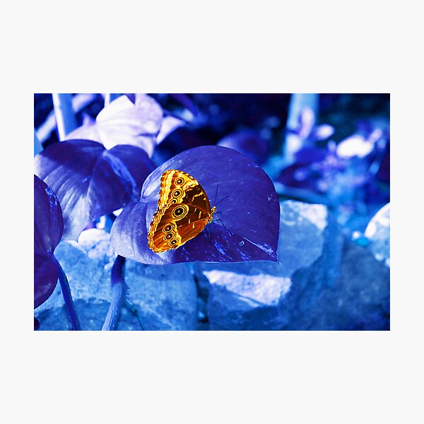 Item preview, Chilling On A Leaf... designed and sold by Nicole Weil T..