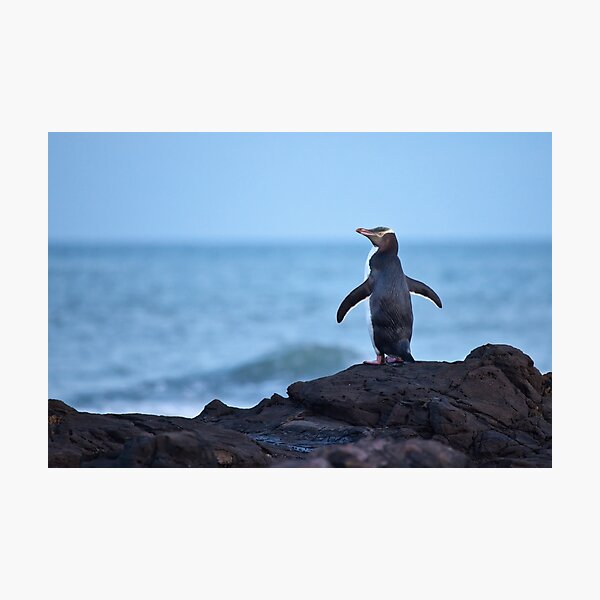 Yellow-eyed Penguin - New Zealand Photographic Print
