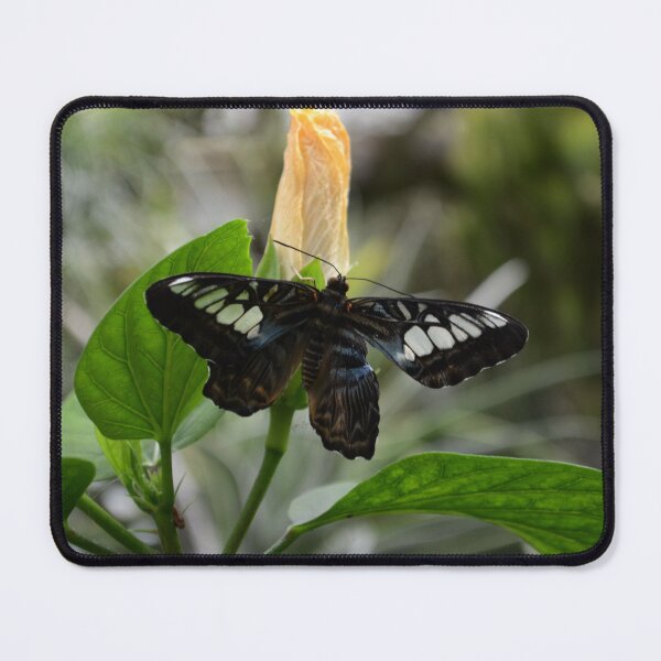 Item preview, Butterfly designed and sold by teacup21.
