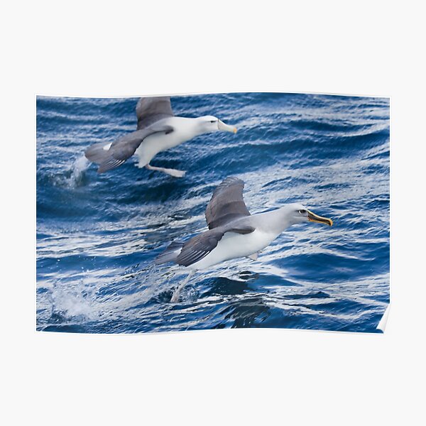 Racing Albatrosses - New Zealand Poster