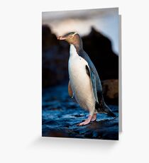 Yellow-eyed Penguin - New Zealand Greeting Card