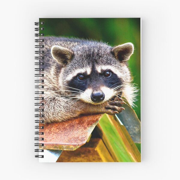 Item preview, ANIMALS #35 - Adorable Bandit Raccoon designed and sold by DEL-Productions.
