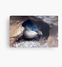 Blue Penguin - New Zealand Metal Print