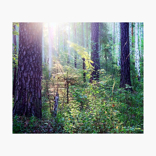 Sunny morning in the forest Photographic Print