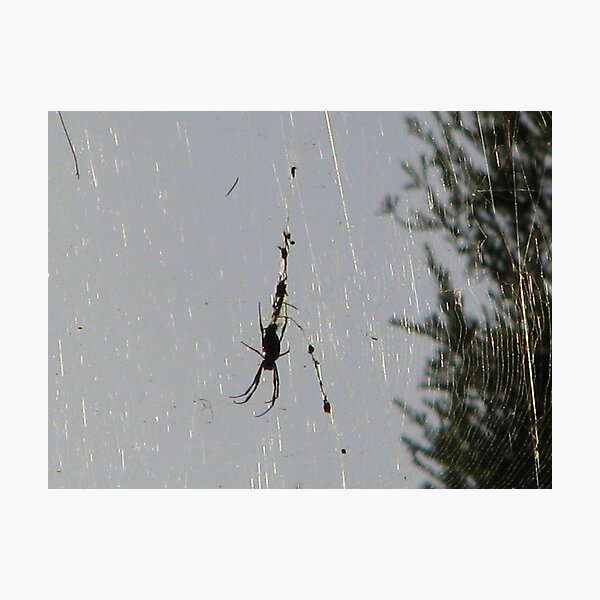 Bird Catcher Photographic Print