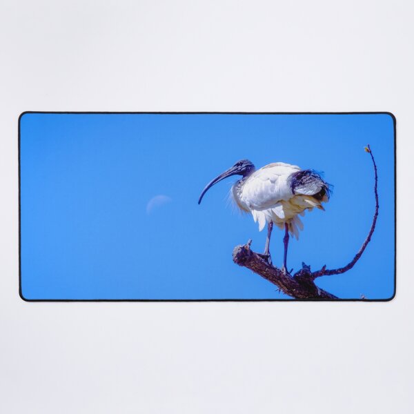 Item preview, The Australian White Ibis designed and sold by Steven Jodoin.