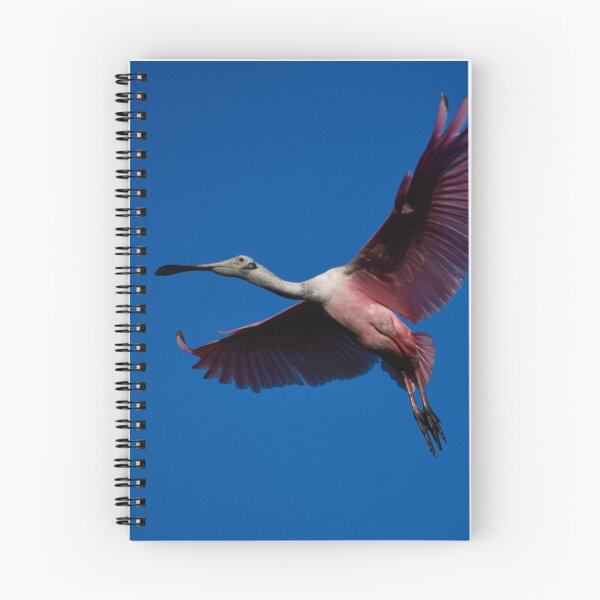 Item preview, Roseate Spoonbill in Flight designed and sold by richardbryce.