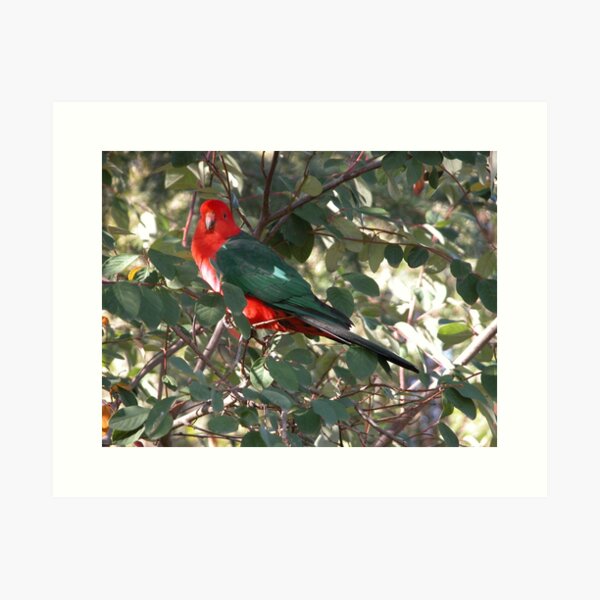 Item preview, Parrot in a berry bush, Talbingo, Australia. designed and sold by kaysharp.