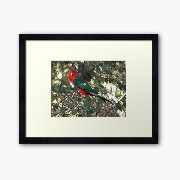 Item preview, Parrot in a berry bush, Talbingo, Australia. designed and sold by kaysharp.
