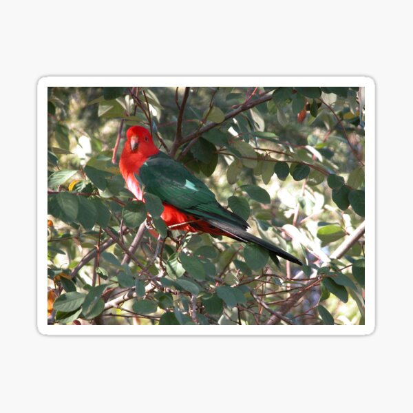 Item preview, Parrot in a berry bush, Talbingo, Australia. designed and sold by kaysharp.