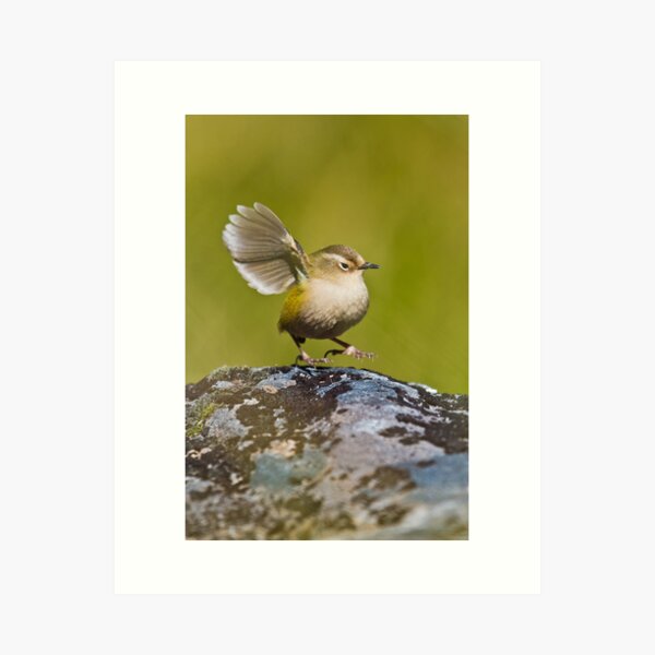Item preview, New Zealand Rock Wren designed and sold by Kimball Chen.