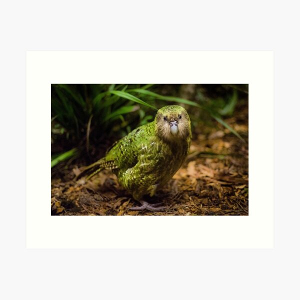 Item preview, Sirocco the Kakapo designed and sold by Kimball Chen.