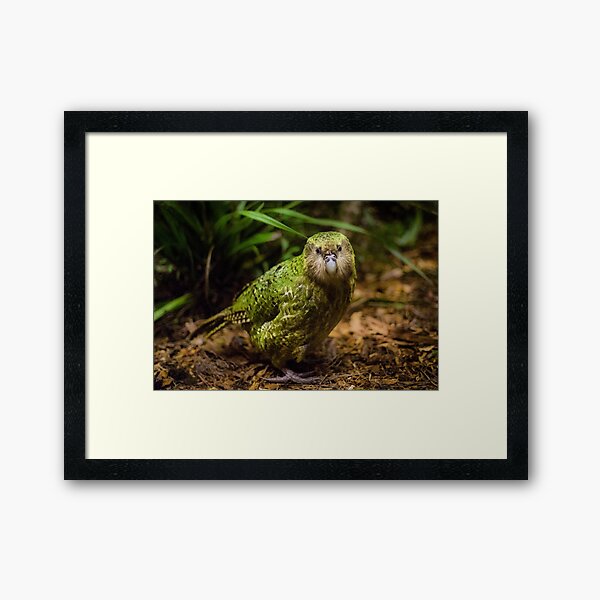Sirocco the Kakapo Framed Art Print
