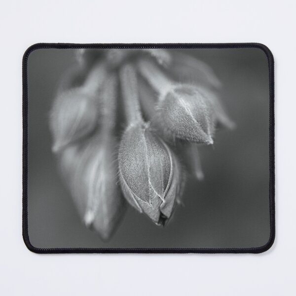 Item preview, Cranesbill Plant Buds designed and sold by Joy Watson - Natural Light Photography .