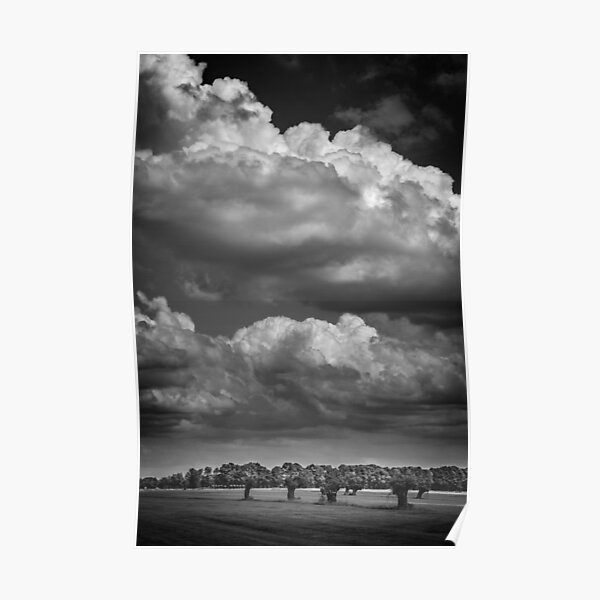 Willows and clouds II (monochrome) (Schalkwijk, Utrecht) Poster