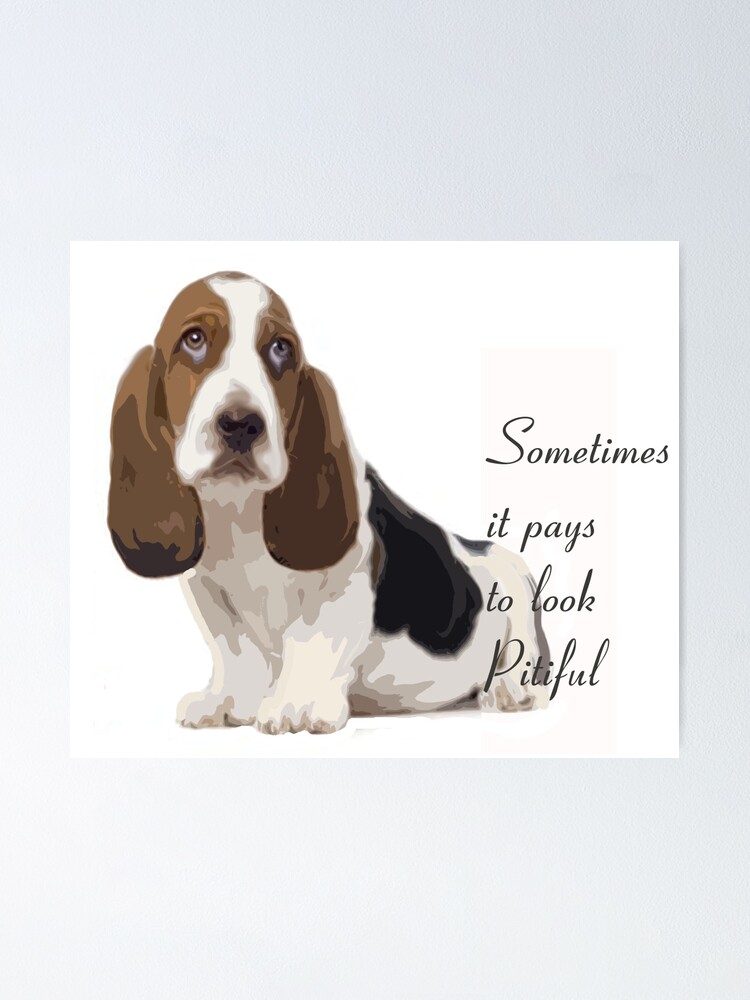 Spell sales basset hound