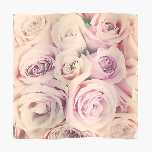 Gift for Gardener - Pink Rose Blush Pastel Gift - Floral Present Poster