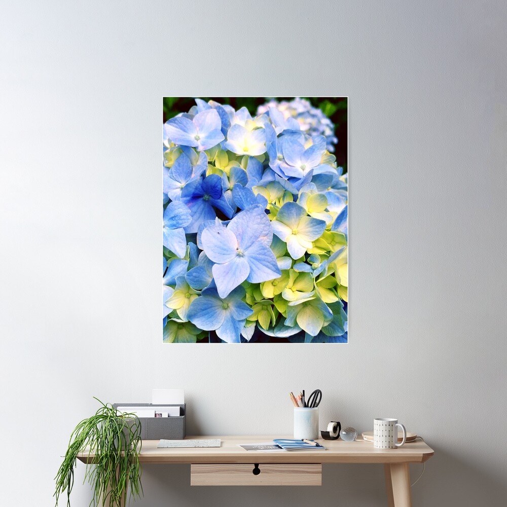 Gardener Gift - Blue Hydrangeas Poster
