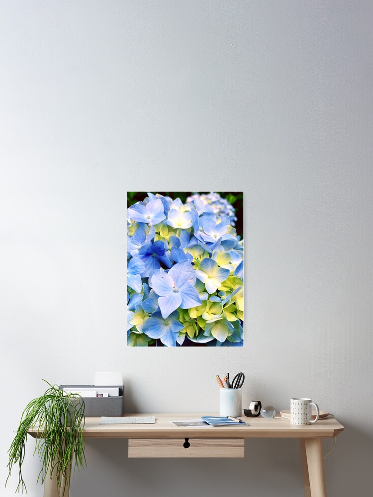 Thumbnail 2 of 3, Poster, Gardener Gift - Blue Hydrangeas designed and sold by OneDayArt.